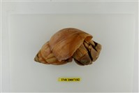 藏品(短腕陸寄居蟹)的圖片